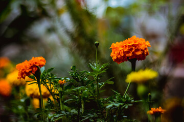 orange flowers in the garden