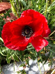 Beautiful wild poppy flower in the countryside