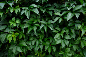 Closeup green leaves background, pattern, natural foliage textured.