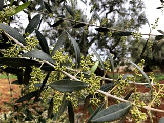 Young olives growing