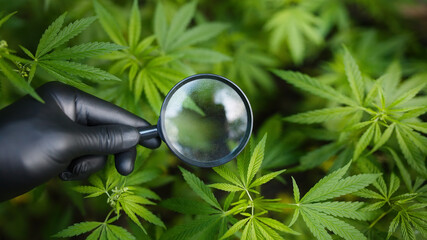 Obraz premium Hand in a black glove holding magnifying glass to look at bunch of hemp leaves on hemp or cannabis bush. Marijuana plantation for medical and business concept
