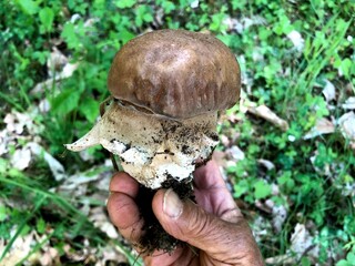 Porcino mushroom in the forest