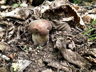 Porcino mushroom in the forest