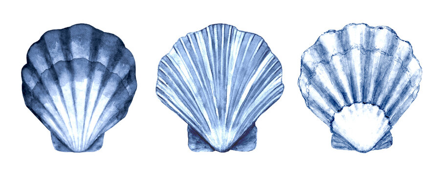 Seashell set watercolor illustration. Watercolor hand drawn sea shells isolated on white background