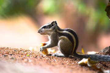 Squirrels are members of the family Sciuridae, includes small or medium-size rodents. 
 tree squirrels, ground squirrels, chipmunks, marmots, flying squirrel and prairie dogs among other rodents
