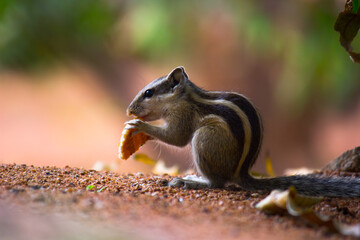 Squirrels are members of the family Sciuridae, includes small or medium-size rodents. 
 tree squirrels, ground squirrels, chipmunks, marmots, flying squirrel and prairie dogs among other rodents
