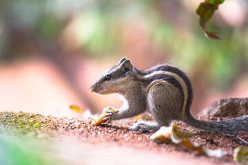 Squirrels are members of the family Sciuridae, includes small or medium-size rodents. 
 tree squirrels, ground squirrels, chipmunks, marmots, flying squirrel and prairie dogs among other rodents
