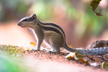 Squirrels are members of the family Sciuridae, includes small or medium-size rodents. 
 tree squirrels, ground squirrels, chipmunks, marmots, flying squirrel and prairie dogs among other rodents
