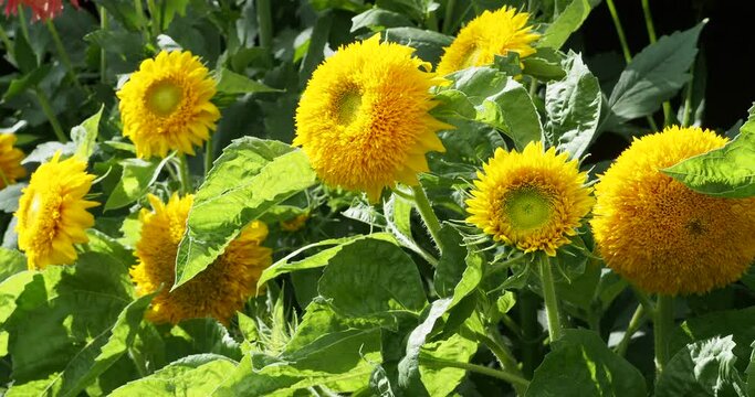 Helianthus annuus | Fleurs de tournesol 'Teddy Bear' ou Grand-soleil des jardins nains &agrave; inflorescence en forme de pompons doubles jaune orang&eacute; au bout de tiges rigides et trapues