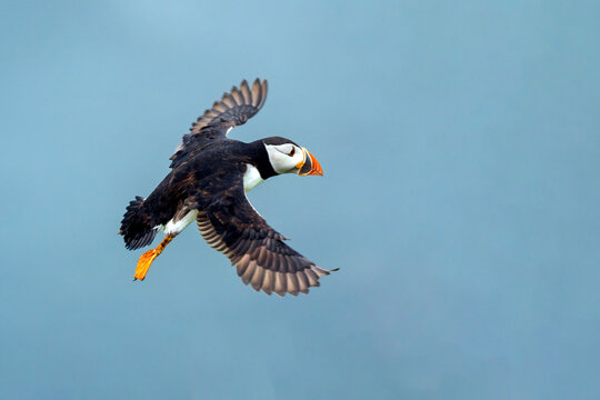 Common Atlantic Puffin  (Fratercula artica) in flight with a blue sky and copy space, a migrating bird that can be found flying on Skomer Island Pembrokeshire South Wales UK, stock photo image