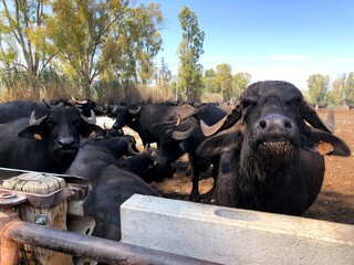 Black buffalo in the farm