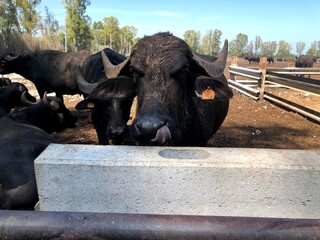 Black buffalo in the farm