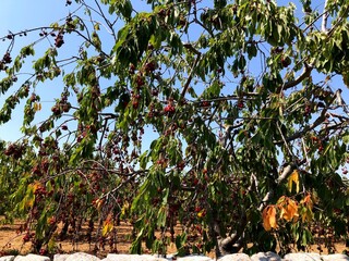 Cherry tree in Puglia