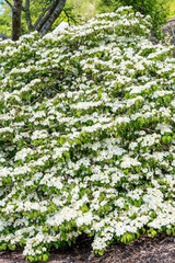 Viburnum plicatum forma tomentosum 'Shasta' a white spring summer flowering shrub commonly known as doublefire