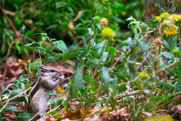 A young Squirrel also known as Rodent or chipmunk eating from plants and flowers in its natural habitat