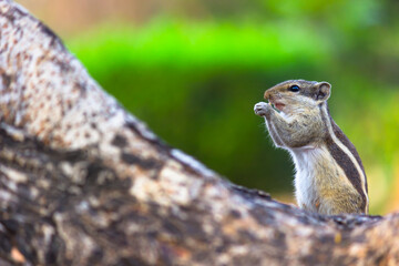 Squirrels are members of the family Sciuridae, includes small or medium-size rodents. 
 tree squirrels, ground squirrels, chipmunks, marmots, flying squirrel and prairie dogs among other rodents
