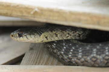 Common Garter Snake hiding in wood pile