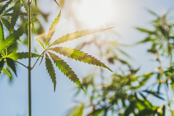 Marijuana leaves grow at sunset in summer