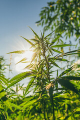 Young bushes of marijuana against the background of the sun and sky at sunset
