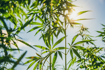 Marijuana leaves grow at sunset in summer