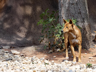 Male Dingo, Canis Dingo, looks around around