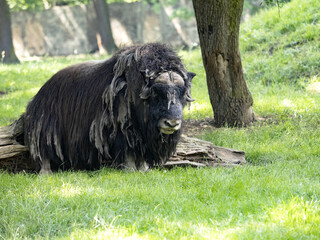 White-faced Muskox, Ovibos Moschatus Wardi, massive male on pasture