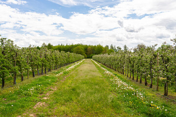 Fototapeta na wymiar Cherry orchard with pink flowers on trees, dandelion flower visible.