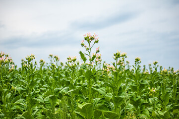 Fototapeta premium Green tobacco plantation in the field.