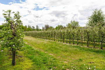 Cherry orchard with pink flowers on trees, dandelion flower visible.