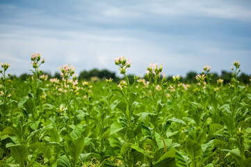 Green leaves and tobacco flower on the field