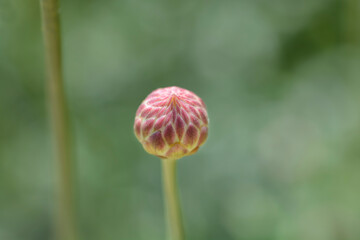 Bristly Yellow Cephalaria
