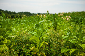 Green tobacco plantation in the field.