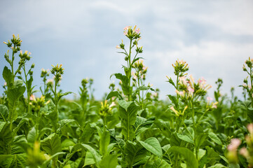 Green leaves and tobacco flower on the field