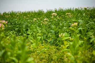 Green tobacco plantation in the field.