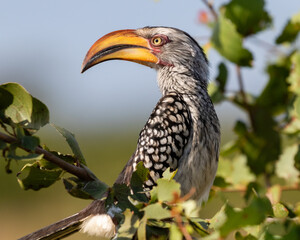 Portrait of a yellow-billed hornbill sitting on a branch with green leaves