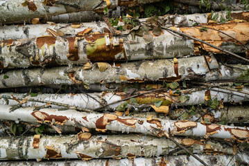 texture background a pile of sawn logs of aspen
