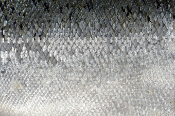 Salmon skin