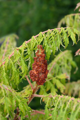 Staghorn sumac