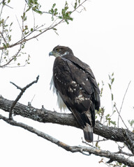 One martial eagle sitting on a branch with white background