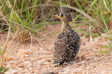 One double-banded sandgrouse amongs pebbles and green grass