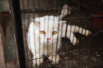 Caged Sad Persian Cat Pet Shop