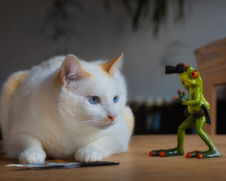White cat being photographed by a frog 