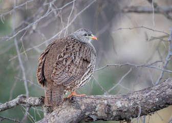 Natal spurfowl sitting on a branch, puffed up in the cold