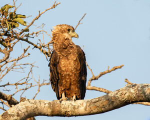 A juvenile bateleur sitting on a branch