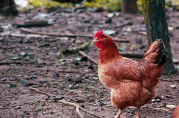 Gallina Panameña