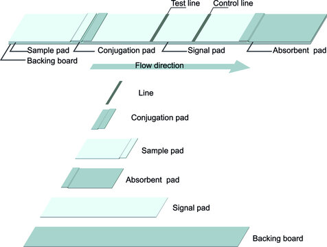 Component Of Rapid Strip Test For Diagnosis. Lateral Flow Immunoassay. 