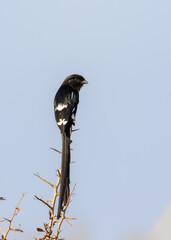 One magpie shrike perched on a twig isolated against a clear blue sky background