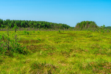 Fototapeta na wymiar Forest meadow with tall grass, picturesque summer landscape