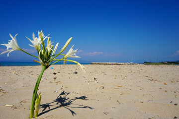 Flower on the BEach