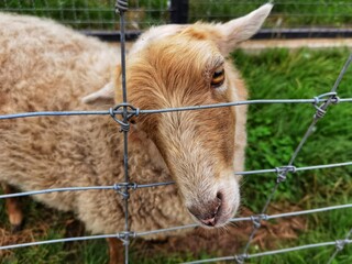 Obraz premium The Ouessant or Ushant is a breed of domestic sheep.